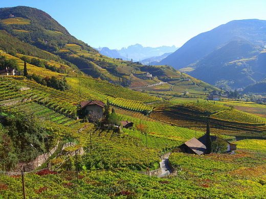 Südtiroler Wein