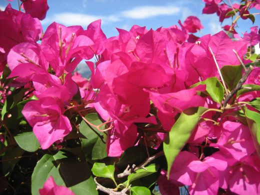 Blumen: Botanischer Garten Trauttmansdorff in Meran