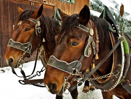 Pferdeschlitten und Reiten in Luttach