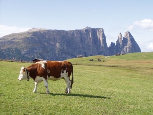 Urlaub in Seis, Seiser Alm