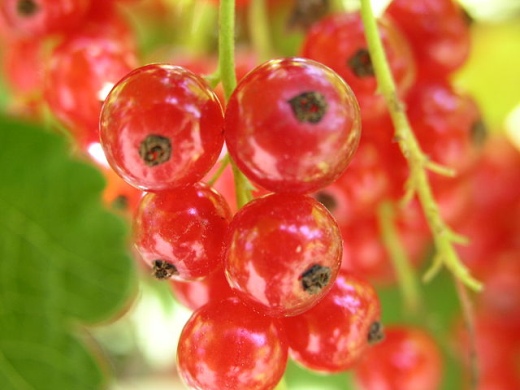 Beeren aus Südtirol