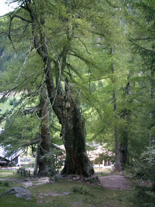 Ultner Urlärchen im Ultental